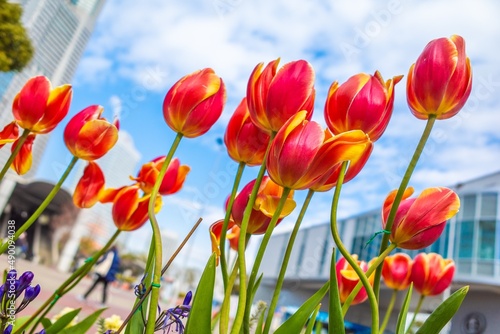 Many colorful tulips are beautiful and healed