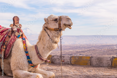 camel in cappadocia