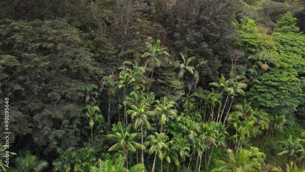 Vibrant green tropical jungle with palm trees, aerial drone view Vibrant green tropical jungle with palm trees, aerial drone view