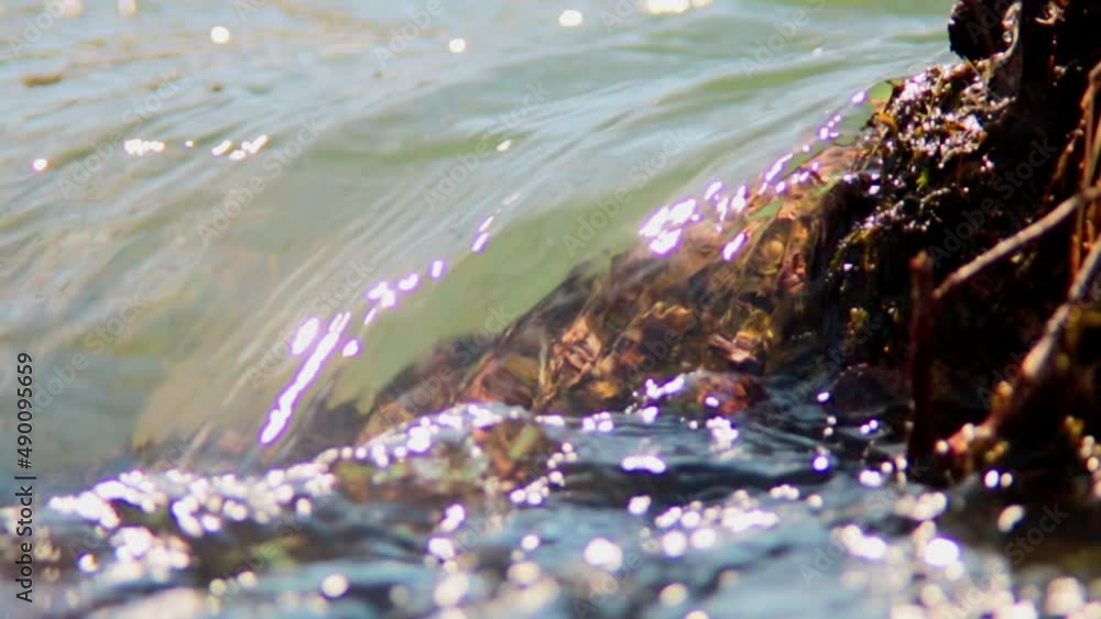 Close up of water flowing on a sunny day next to a tree Close up of water flowing on a sunny day next to a tree