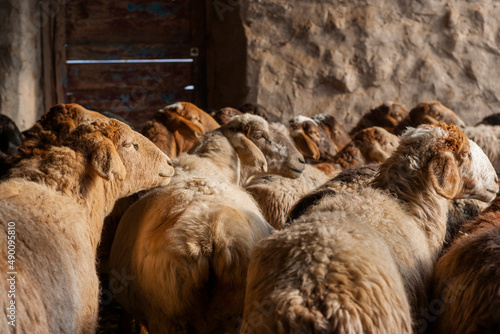 Sheeps in a farm, Tashkurgan County, Xinjiang, China