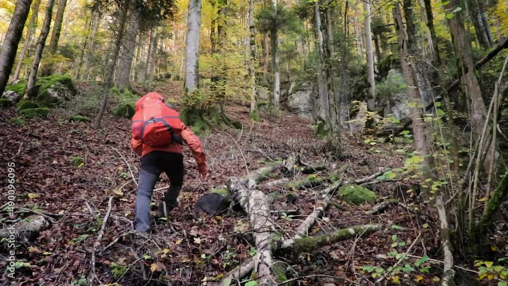 Male backpacker hike up steep forest off trail with temperate tree forest around Male backpacker hike up steep forest off trail with temperate tree forest around