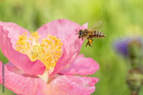 Honey Bee comes in for a landing on pink flower