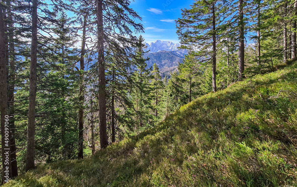 Scenic view of snow capped mountain peaks of Karawanks on the way to Sinacher Gupf in Carinthia, Austria. Mount Wertatscha is visible through dense forest in early spring. Rosental on a sunny day.Hike Scenic view of snow capped mountain peaks of Karawanks on the way to Sinacher Gupf in Carinthia, Austria. Mount Wertatscha is visible through dense forest in early spring. Rosental on a sunny day.Hike