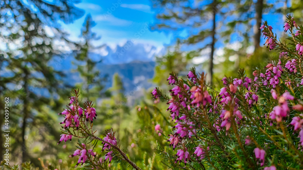 Bell heather with scenic view of snow capped mountain peaks of Karawanks on the way to Sinacher Gupf in Carinthia, Austria. Mount Wertatscha is visible through dense forest in early spring. Rosental