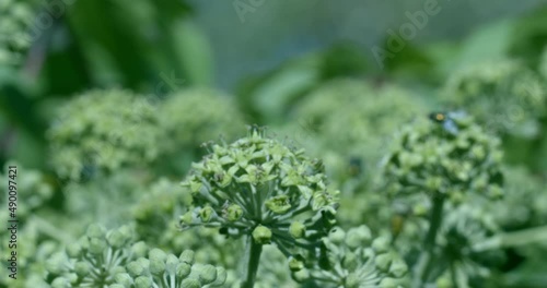 Flies on a flowering ivy hedge with depth of field and focus shift.