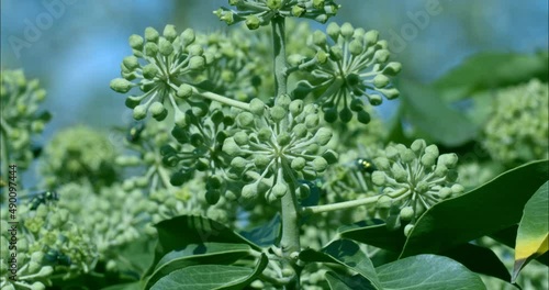 Flies and wasps on the flowers of an ivy hedge.
In between, the camera moves sideways.