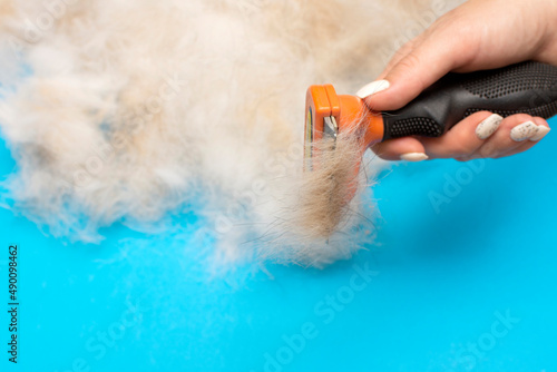 furminator for grooming animals in human hand. dog hair on a blue background