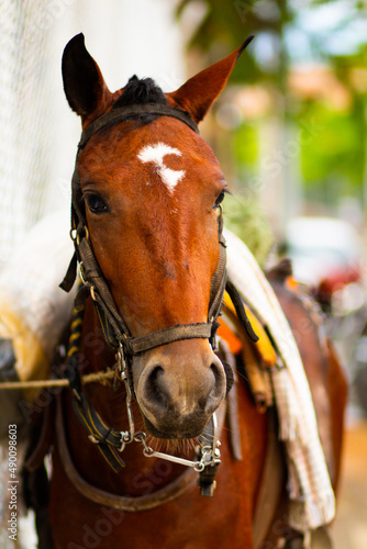 cute photo of a lonely brown horse, with a white spot on his forehead, sad eyes on a green background of trees