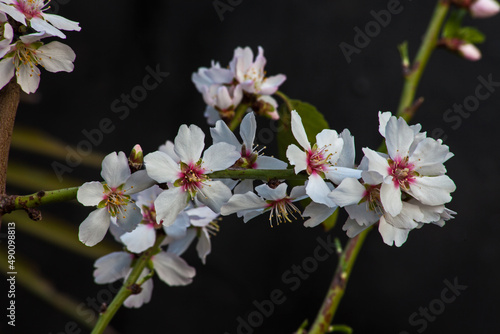 Fototapeta Naklejka Na Ścianę i Meble -  Almond Blossoms 8834