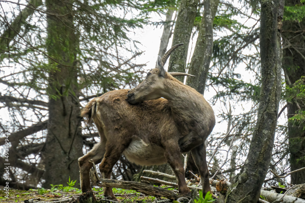 Mountain goat cleaning its back by licking, near Roethelstein near Mixnitz in Styria, Austria. Forest landscape in the Grazer Bergland. Wild animals in natural habitat. Hunting in the wilderness Mountain goat cleaning its back by licking, near Roethelstein near Mixnitz in Styria, Austria. Forest landscape in the Grazer Bergland. Wild animals in natural habitat. Hunting in the wilderness