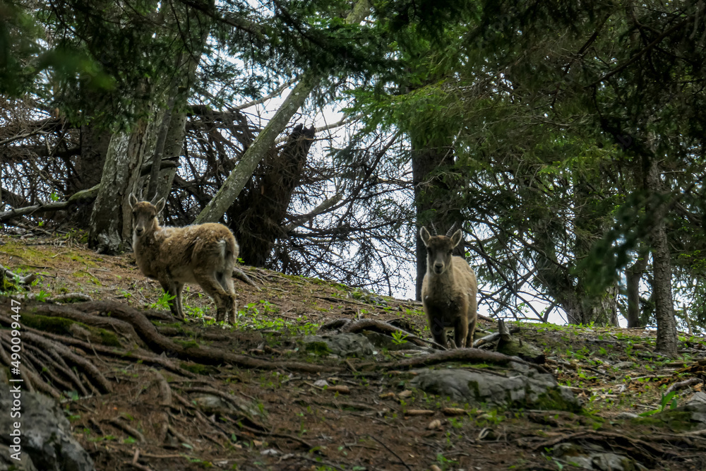 Small mountain goats near Roethelstein near Mixnitz in Styria, Austria. Forest landscape in the Grazer Bergland. Wild animals in natural habitat. Hunting in the wilderness. Capricorn, Wildlife Small mountain goats near Roethelstein near Mixnitz in Styria, Austria. Forest landscape in the Grazer Bergland. Wild animals in natural habitat. Hunting in the wilderness. Capricorn, Wildlife