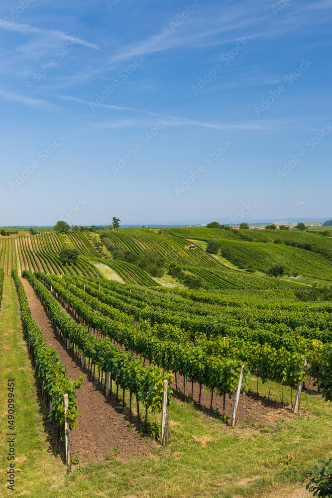 Landscape with vineyards, Slovacko, Southern Moravia, Czech Republic