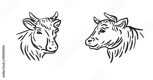 Vector of cow head design on white background. Farm Animal. Cows logos or icons.Vector hand drawn illustration in doodle style.