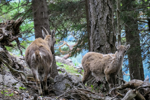 Small mountain goats near Roethelstein near Mixnitz in Styria, Austria. Forest landscape in the Grazer Bergland. Wild animals in natural habitat. Hunting in the wilderness. Capricorn, Wildlife