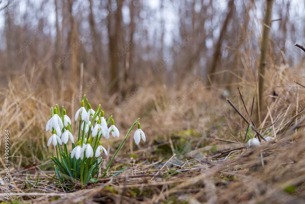 Snowdrops, Podyji, Southern Moravia, Czech Republic Snowdrops, Podyji, Southern Moravia, Czech Republic