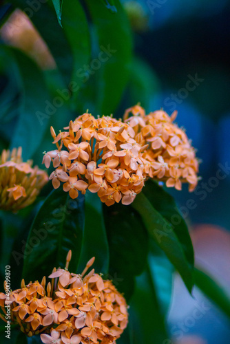 beautiful photo of light orange plants, with small flowers, at dusk in the park on a blue background