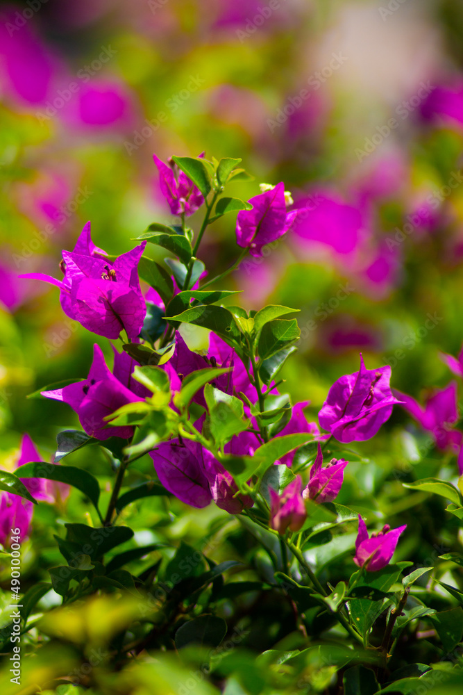 beautiful photo of a tropical exotic plant with bright purple flowers, green leaves, on a purple-green background on a sunny day beautiful photo of a tropical exotic plant with bright purple flowers, green leaves, on a purple-green background on a sunny day