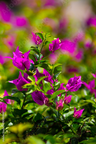 beautiful photo of a tropical exotic plant with bright purple flowers, green leaves, on a purple-green background on a sunny day