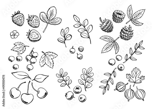 Set of berries outlines. Hand drawn illustration converted to vector.