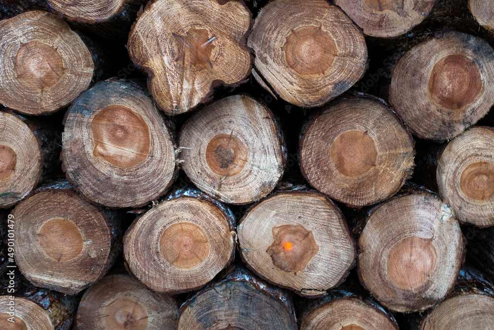 Logs in Ainsdale Nature Reserve, UK. Logs in Ainsdale Nature Reserve, UK.