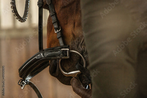 Close-up of bridling a horse with a classic snaffle bit