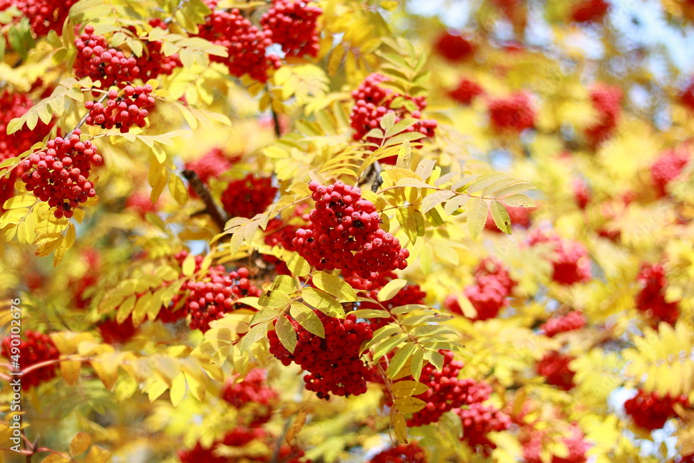 Red rowan berries in autumn on a tree. Red rowan berries in autumn on a tree.