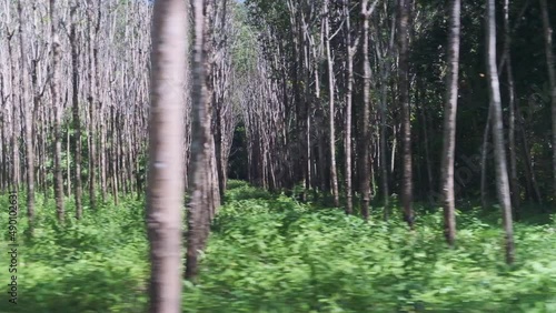 fast tracking shot of rubber plantation in Thailand photo