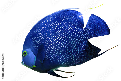 Close up of French angelfish of aquarium fish tank of coral reef isolated on white background. Pomacanthus paru species living in Western and eastern Atlantic Ocean, Gulf of Mexico and Caribbean. © bennymarty