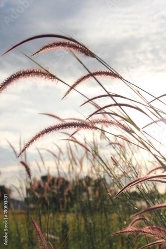 Reed grass flower in the sunset © Birch Photography