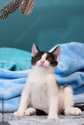 Zdziwiony czarno biały kot na niebieskim tle szok i niedowierzanie, komiczna pozycja 