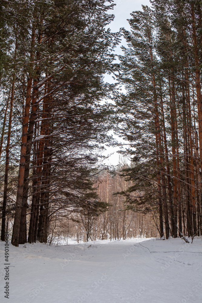 Fototapeta premium A walk through the winter forest. Snow trees and a cross-country ski trail. Beautiful and unusual roads and forest trails. Beautiful winter landscape. The trees stand in a row
