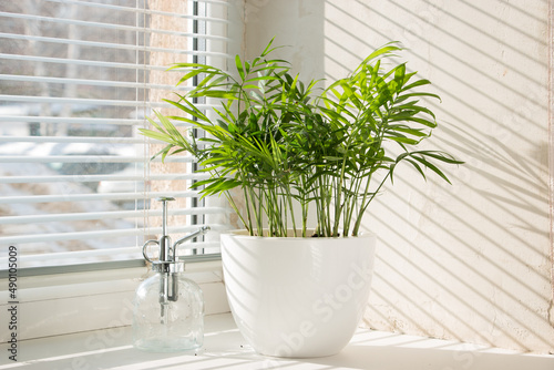 Hamedorea (palm) tropical plant on a sunny windowsill. The concept of home floriculture.