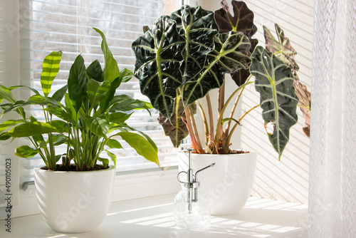 Alocasia and spathiphyllum tropical plants on a sunny windowsill. The concept of home floriculture.