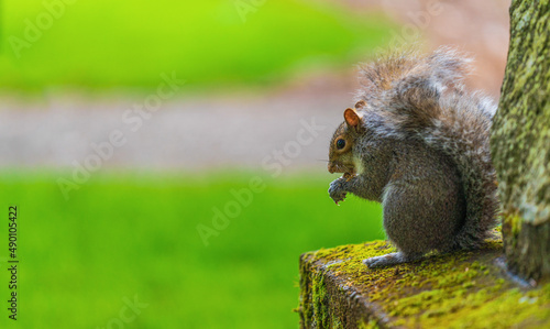 A squirrel concentrating on eating