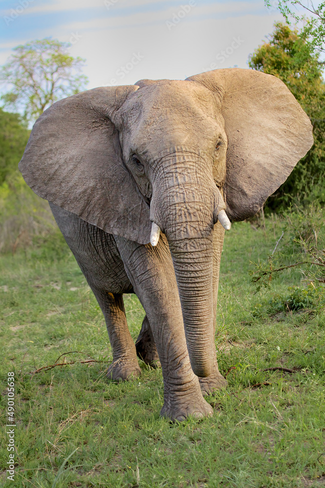 Elephants, Kruger Park, South Africa