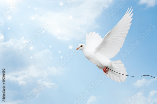 White dove flying on sky for international day of peace concept.