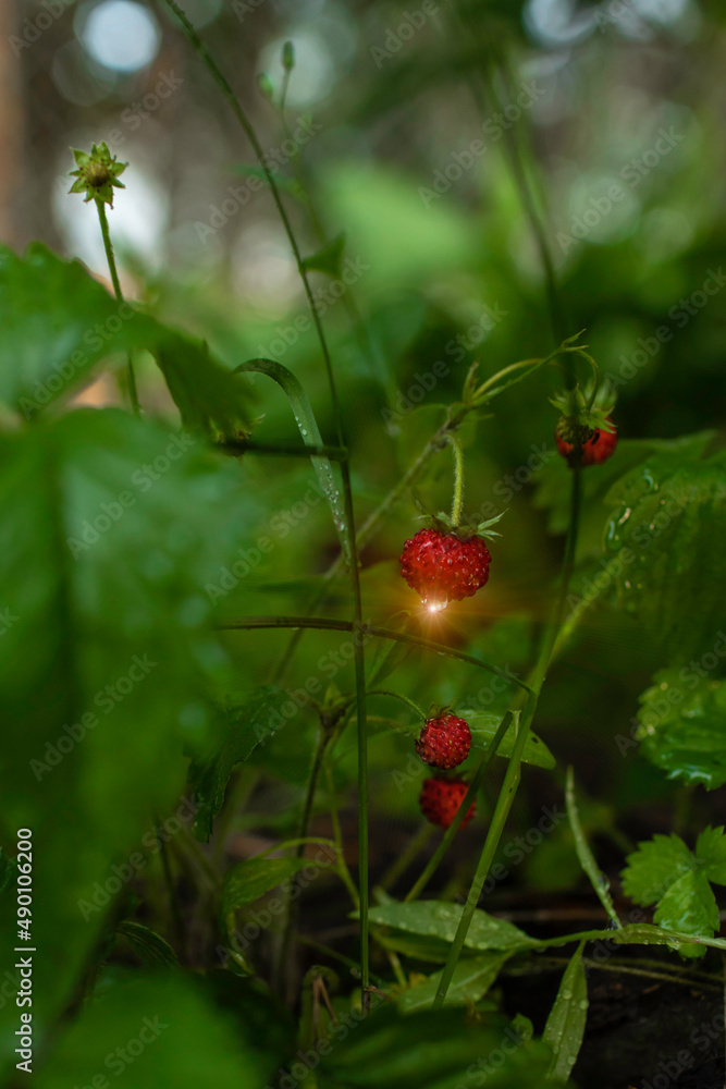 Fototapeta premium Wild strawberries among juicy green foliage. Reflection of sun glare in a dew drop.