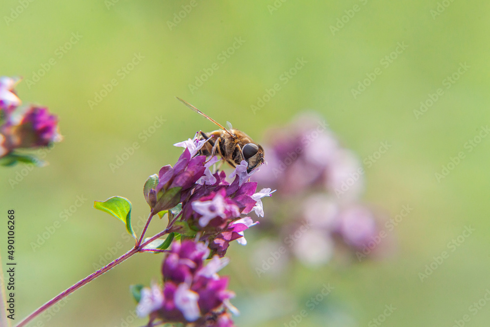 Fototapeta premium Honey bee covered with yellow pollen drink nectar, pollinating pink flower. Inspirational natural floral spring or summer blooming garden or park background. Life of insects. Macro close up