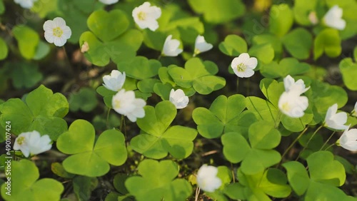 Blooming rabbit sprouts in the woods in spring. Smooth movement. photo