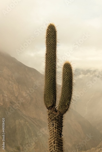 cactus in the andes. cactus plant in the highlands. wild cactus in the andean region of peru. photo