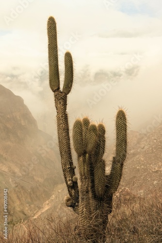 cactus in the andes. cactus plant in the highlands. wild cactus in the andean region of peru. photo