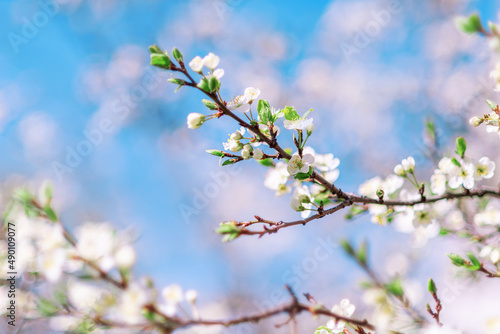 Beautiful spring background. A blooming branch with white flowers on a blue sky background with space for text