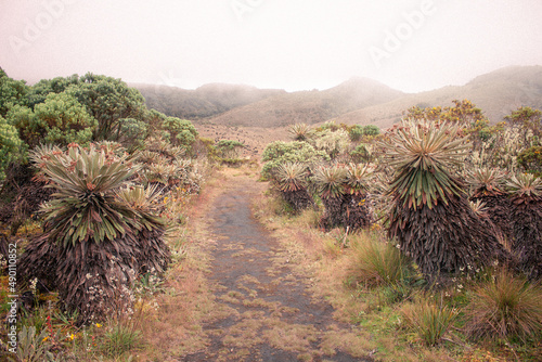 joshua tree national park