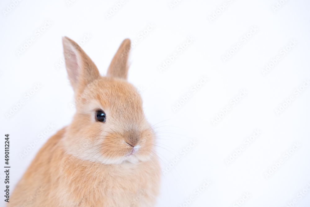 pet rabbits isolated on white background