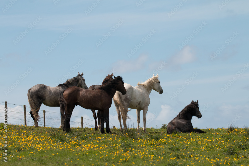 Obraz premium Wild horses on top of the Cliffs of Moher in Ireland standing and relaxing in a green field with yellow flowers