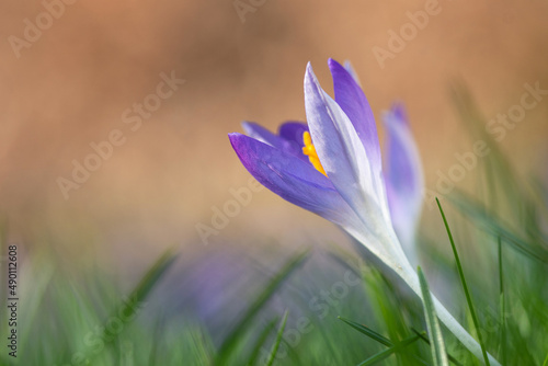 close up group of purple blooming crocus flowers. Early spring in the garden. Botanical dutch flowers. Seasonal scene outdoor. 