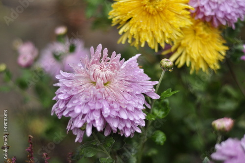 Flowers garden chrysanthemums. Chrysanthemums in the garden. 
