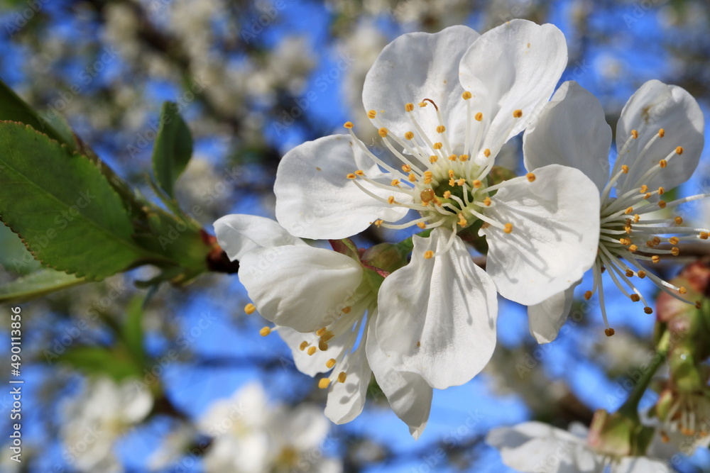 Image of a blooming apple tree. Image of a blooming apple tree.