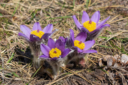 Image of spring mountain flowers. Buttercup. Anemone. pasque-flower.  Listed in the Red Book. photo